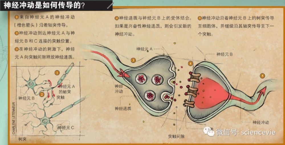 兴奋性 腾讯网