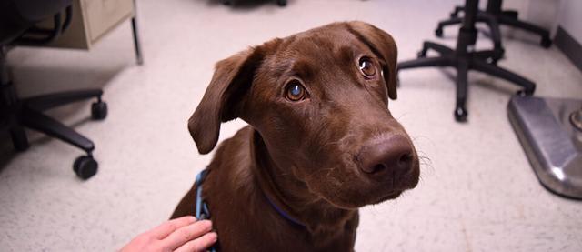 狗狗白内障4大征兆 高发犬种要注意 因为眼药水不能预防治疗 犬种 狗狗