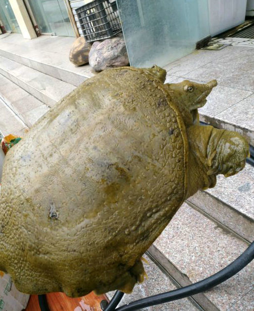 印度恒河鳖泛滥,无人敢吃,最后大多自然老死