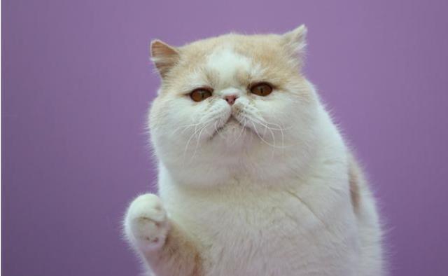 辟谣,猫咪为什么会踩奶?踩奶是饿了还是思念母