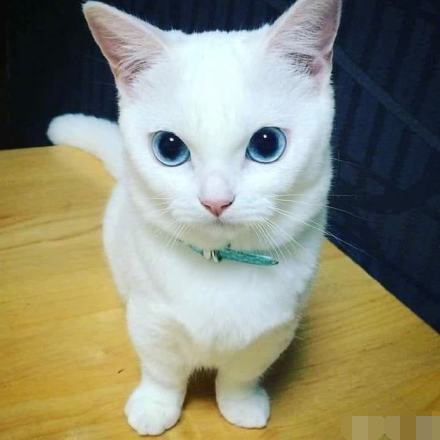 辟谣,猫咪为什么会踩奶?踩奶是饿了还是思念母