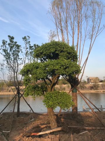 卫辉顺城关公园新面貌!