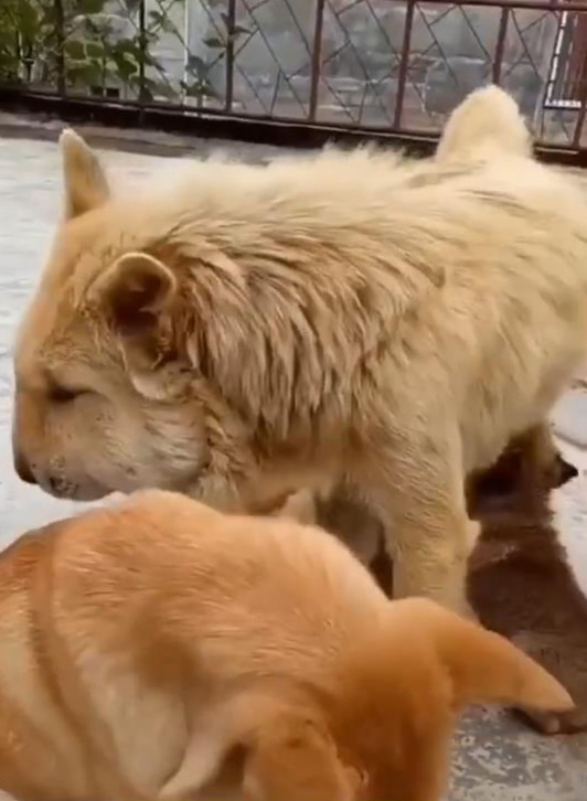 两条土狗在院子里大叫,男子出来看清后笑翻:组团捣的马蜂窝吗?