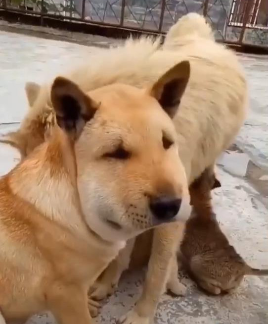 两条土狗在院子里大叫,男子出来看清后笑翻:组团捣的马蜂窝吗?