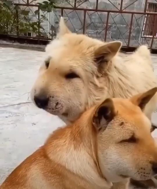 两条土狗在院子里大叫,男子出来看清后笑翻:组团捣的马蜂窝吗?