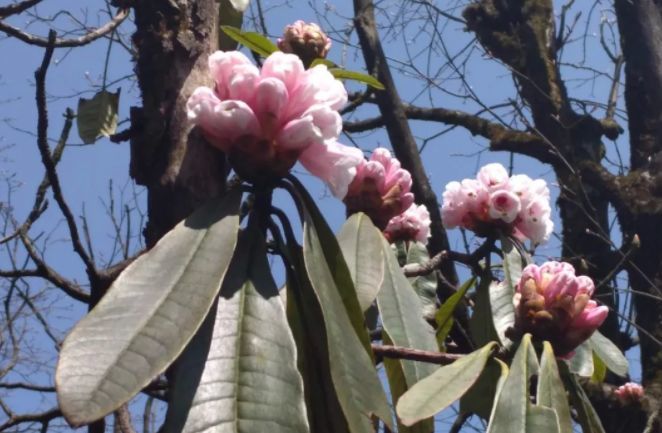 眉山的市花太美了 瓦屋山高山杜鹃正陆续开放
