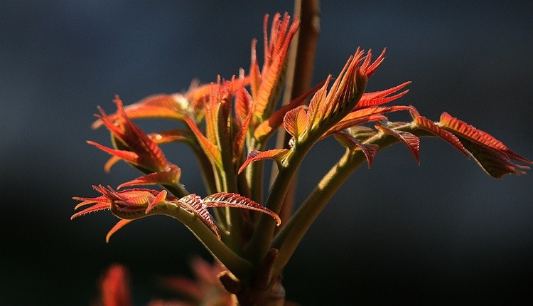 谷雨吃春为什么北方人习惯在谷雨时节吃香椿历史悠久