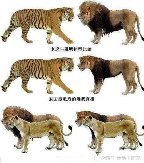 雄狮为什么打不过老虎?专家:雄狮剃了毛啥样,你怕是没见过