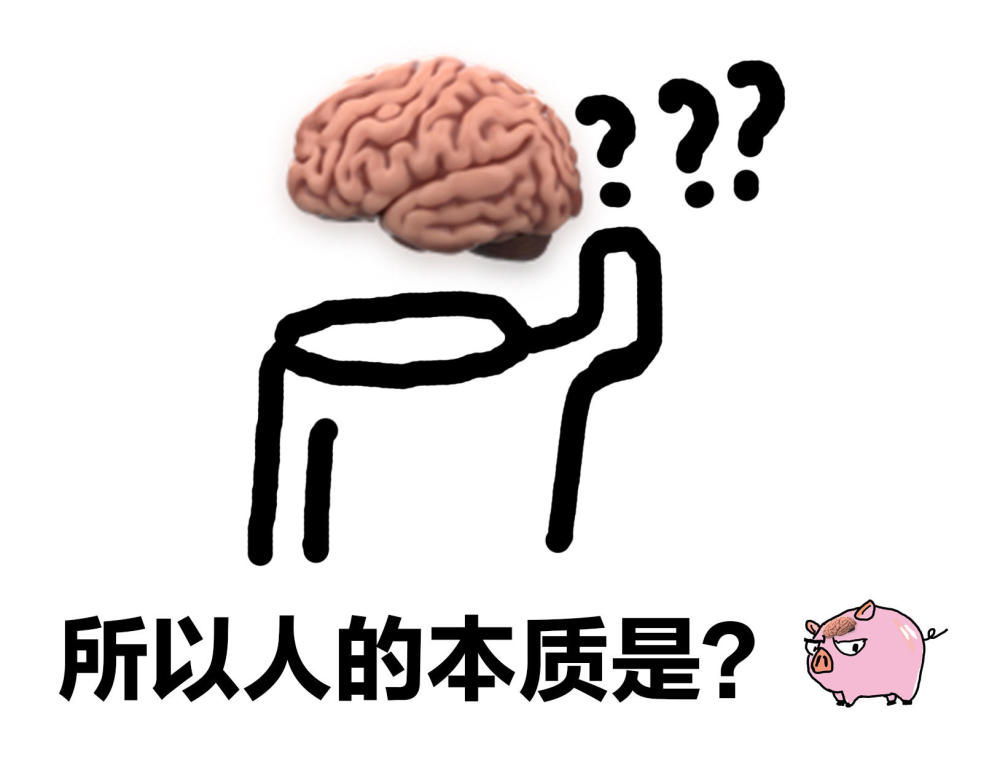 因为人和猪更像:与啮齿类动物的大脑相比,猪脑更大,更像人类.