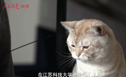 爱猫“蛋黄”友情出镜