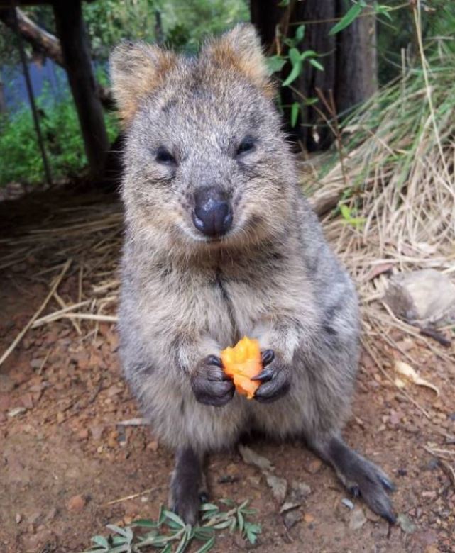 可爱极了长鼻袋鼠宝宝偷偷探出育儿袋吃草莓视频