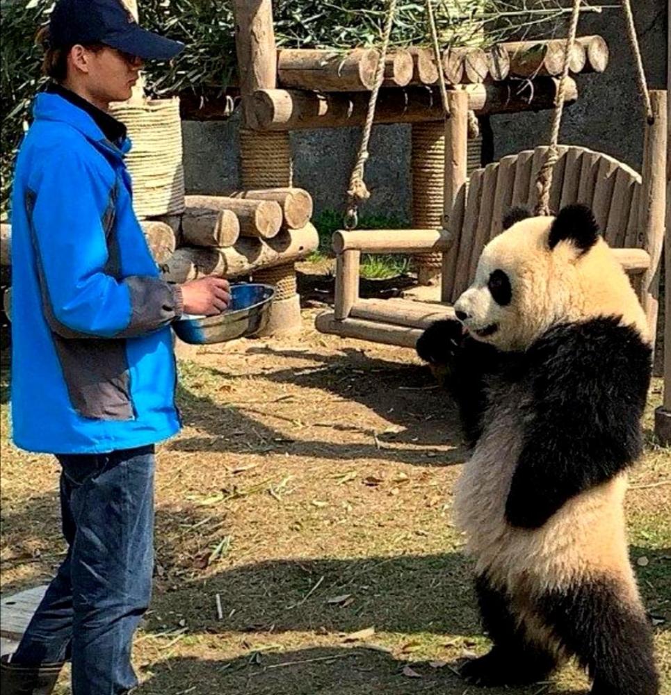 大熊猫叉腰吃饭:本宝宝饿坏了,很生气