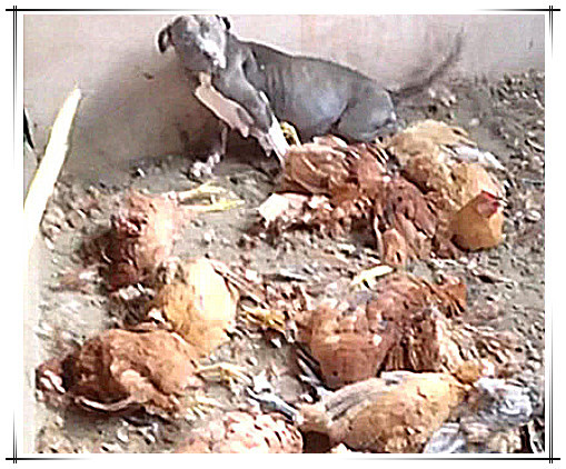 总有野猫偷鸡,主人让狗狗去看护鸡圈,次日看到这一幕悔青肠子