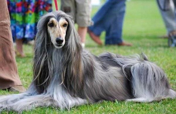 地球上10大智商最低的狗狗 西施犬第十 北京犬第七 你养了吗