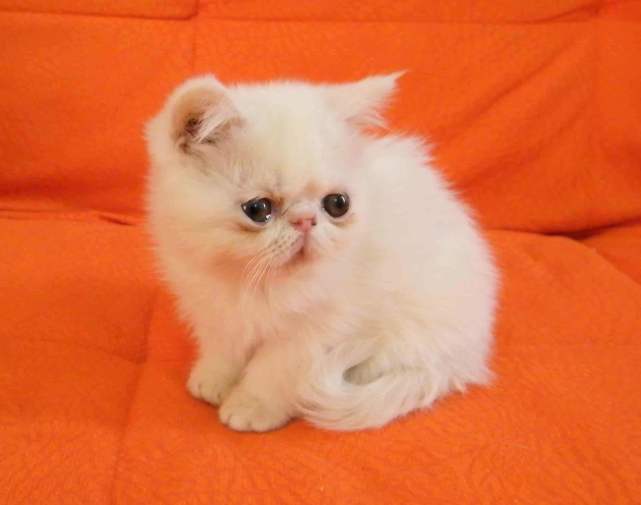 日本为什么这么爱猫 猫娘 招财猫等 日本特有的猫咪文化 一条天皇 宇多天皇 唐猫 日本 猫咪 猫娘