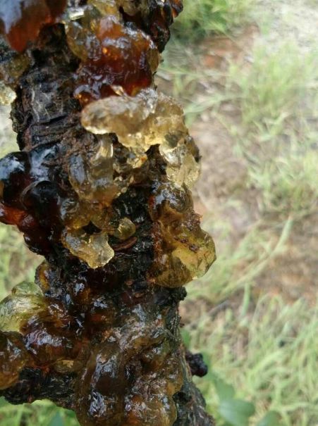 如何让你的桃树不流胶?