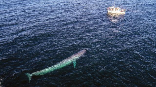 海底1萬米有未知巨型生物科學家研究後給出答案