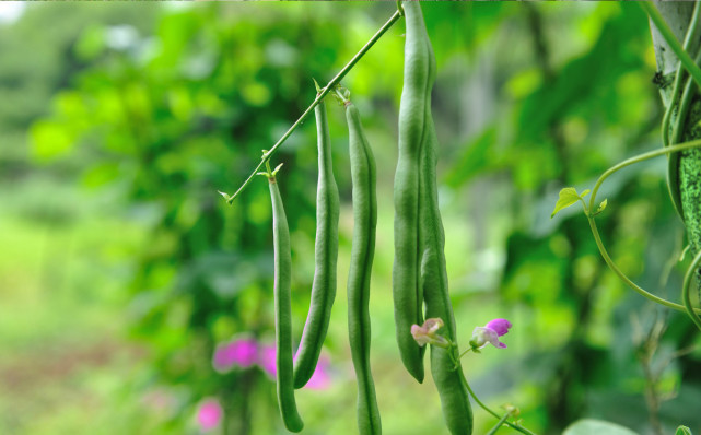 四季豆种植过程如何搭架子 芸豆 病虫害 水肥 豆荚