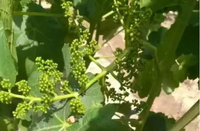 简约 新型的葡萄花穗整形方式有何特别之处 还存在哪些不足