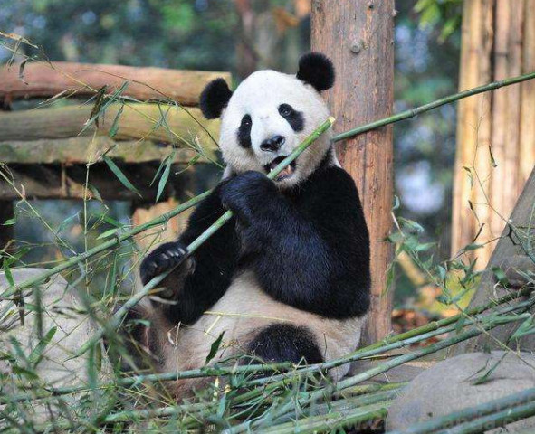 大熊猫喜欢吃竹子,为什么嘴巴不怕被扎?其实很