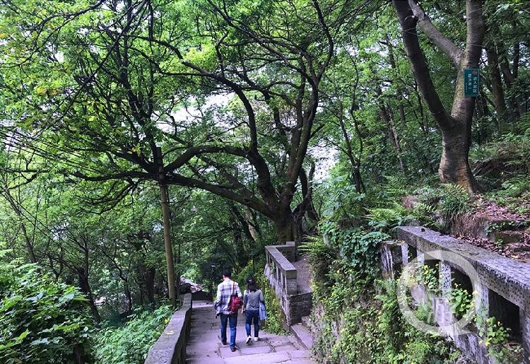 黃葛古道串起重慶800年的鄉愁