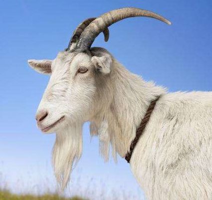 怎么看都是一张山羊脸,还是即有脚又有胡子的那种