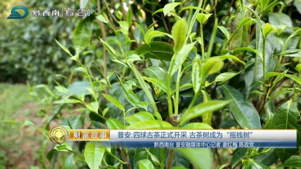 普安:四球古茶正式开采 古茶树成为"摇钱树"