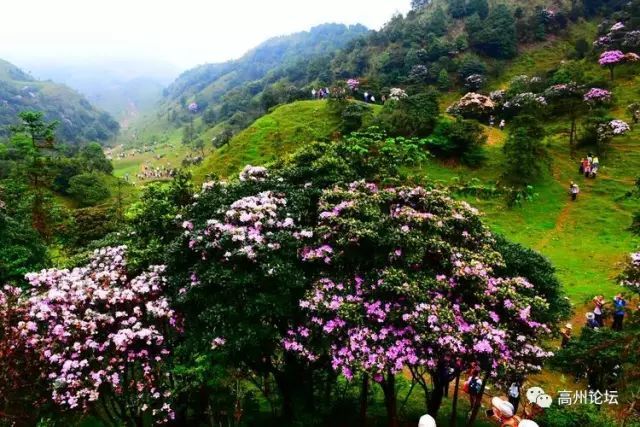 茂名人鸡笼顶杜鹃开得美极了再不看会后悔一年