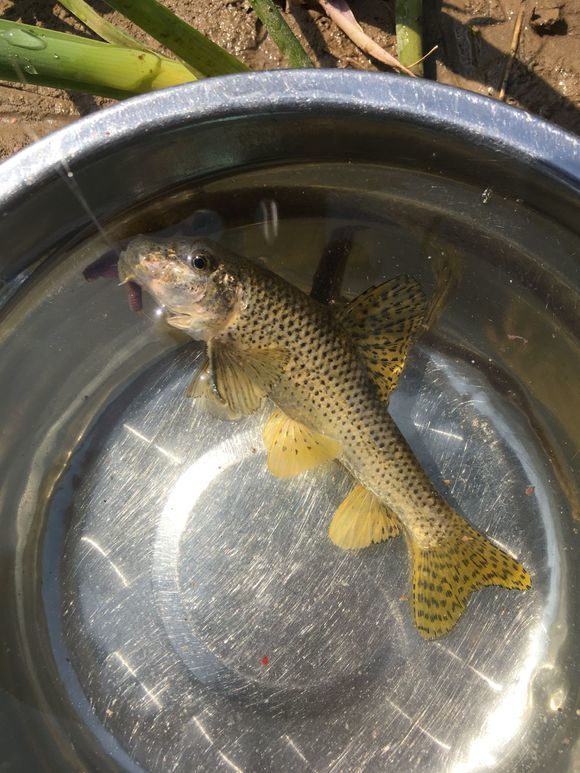 河里麻子鱼很多,有人嫌它肉木难吃,有人却当成"珍品"