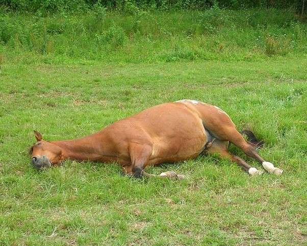 它是怎样休息的呢?原来马有这项绝活