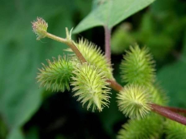 草,野缣丝,常思,常思菜,疮草,野紫菜,野落苏,狗耳朵草,苍子棵,青棘子