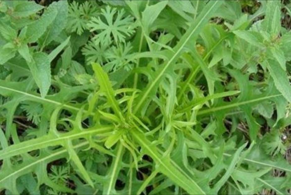 苦菜,野菜,植物,香菜