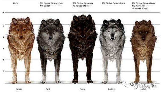 北美大灰狼惊人的战斗力