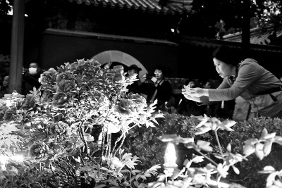 夜赏牡丹景山公园开启夜游模式