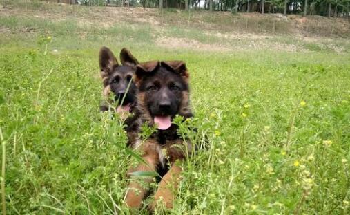 德牧幼犬便秘怎么办解决德国牧羊犬便秘的有效方法