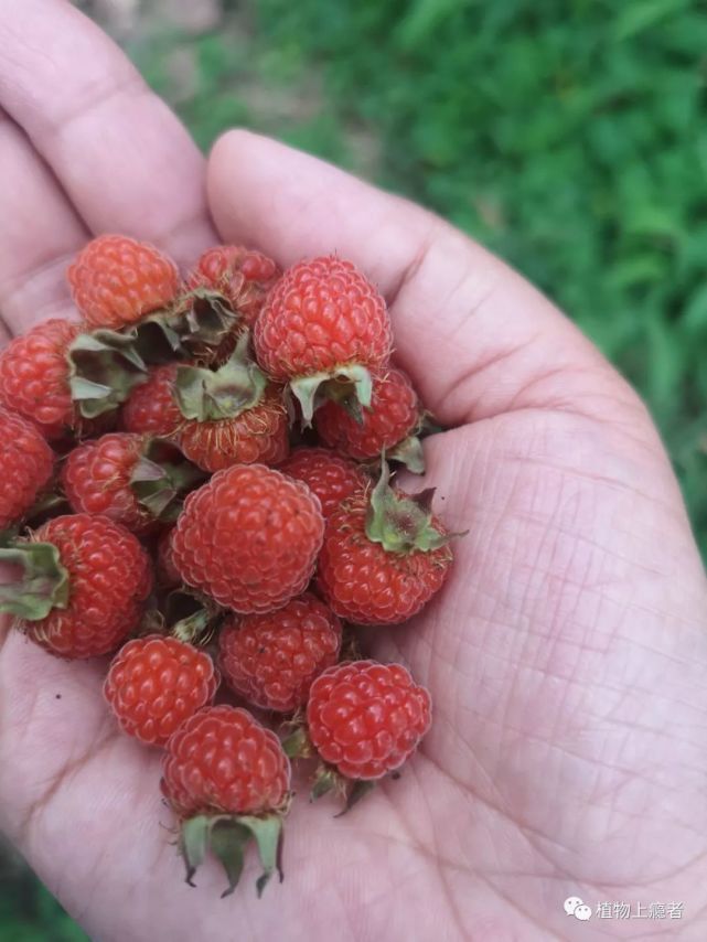 红泡刺藤 渐行渐远还生 英语 茅莓 红泡刺藤