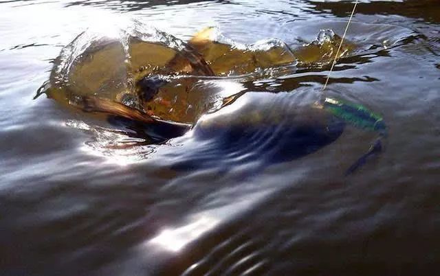 外形酷似草鱼,浑身金黄发亮,一斤卖30元极少见