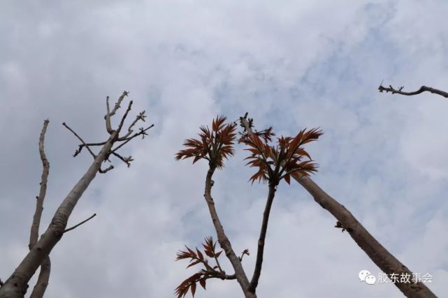 在烟台近郊,西牟的香椿比较有名.