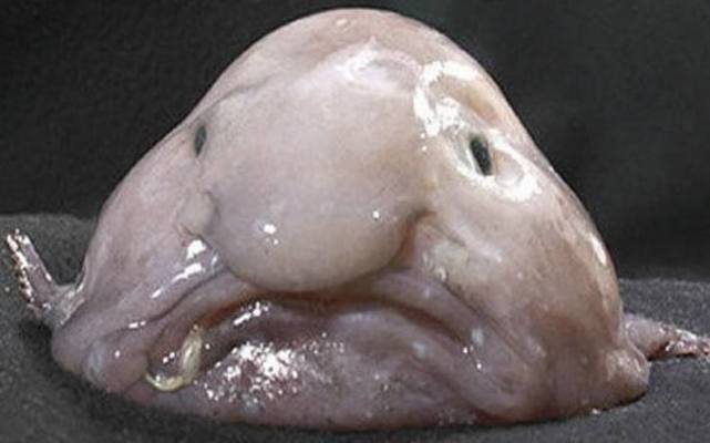 四大最丑海洋生物,它脸像丧尸却是佳肴,第二种长相跟屎一样|僧帽水母