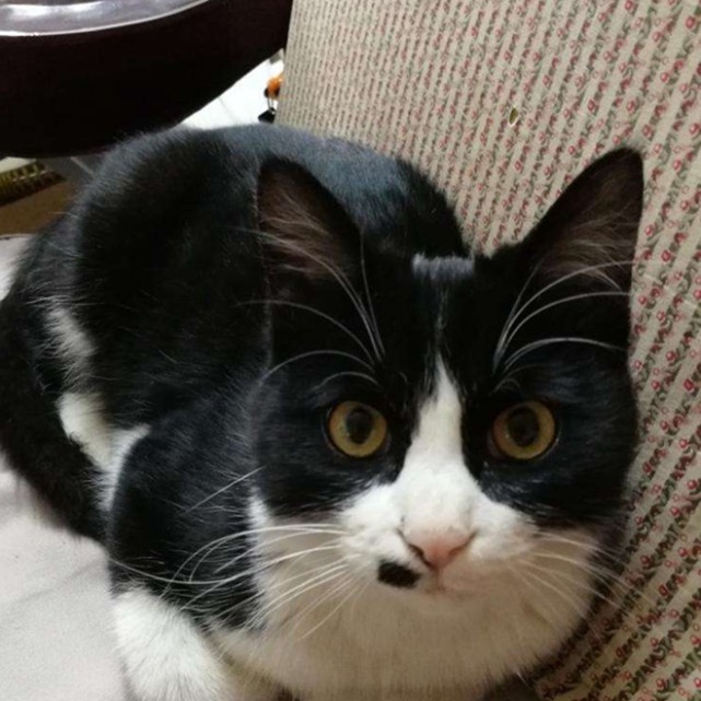 乌云踏雪猫是什么猫,是不是比较可爱,一起来看看吧!