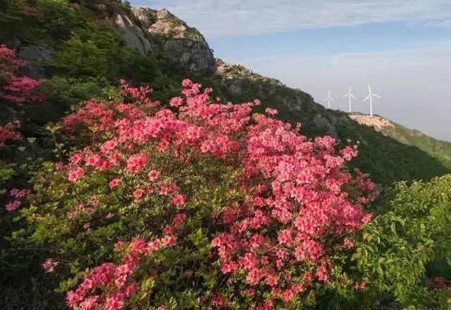 溫嶺人!括蒼山杜鵑花已經紅了!