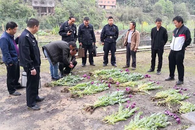 胆子真大张家界这些人带着鸦片去赶集