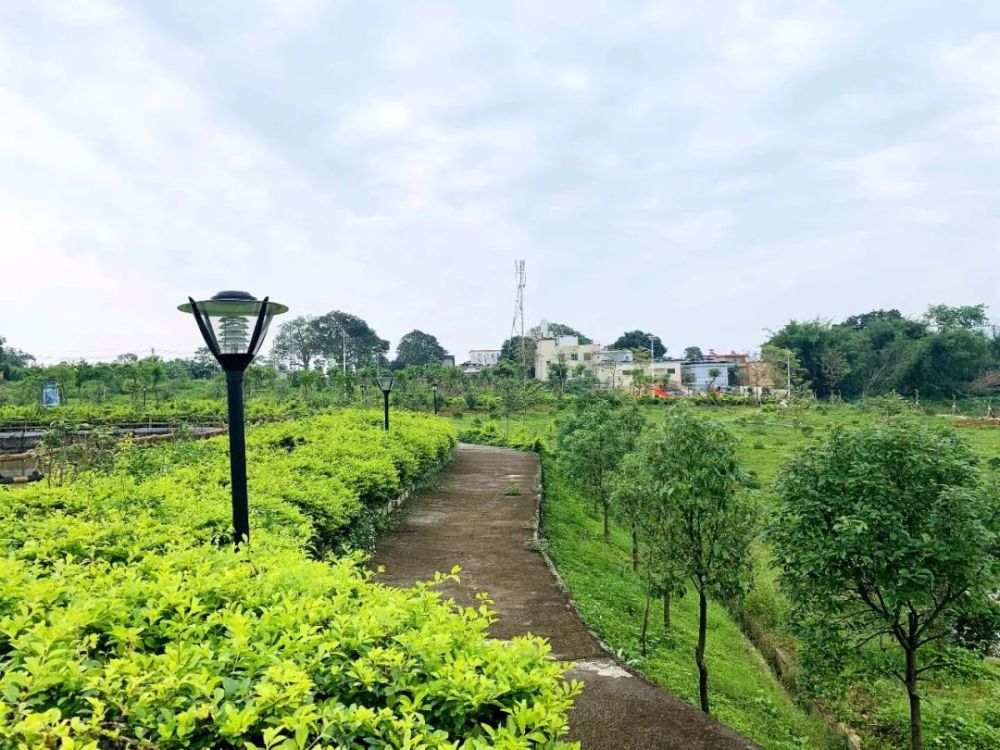 三坑75岁"拳痴"重出江湖?厉害!