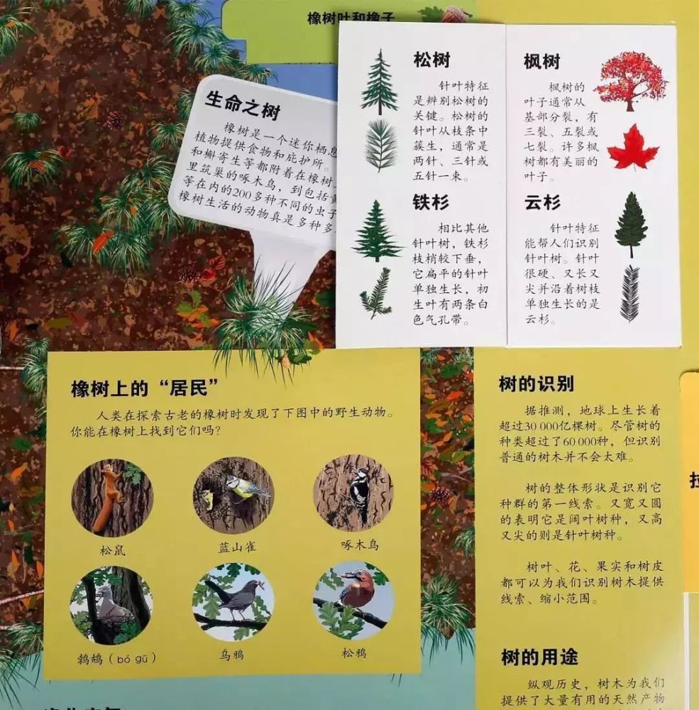 神奇植物 跃然纸上 谁说在家不能享受惬意春光 腾讯新闻