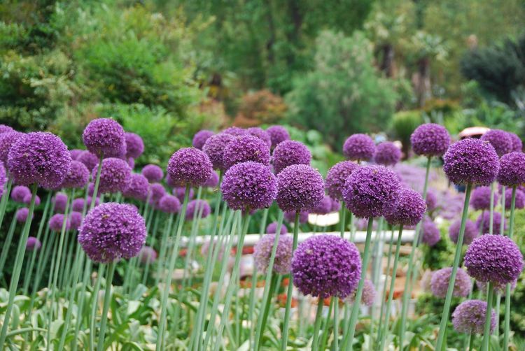 硕大花球 紫色花海 这样的葱花您见过吗 它正在昆明植物园盛放 腾讯新闻