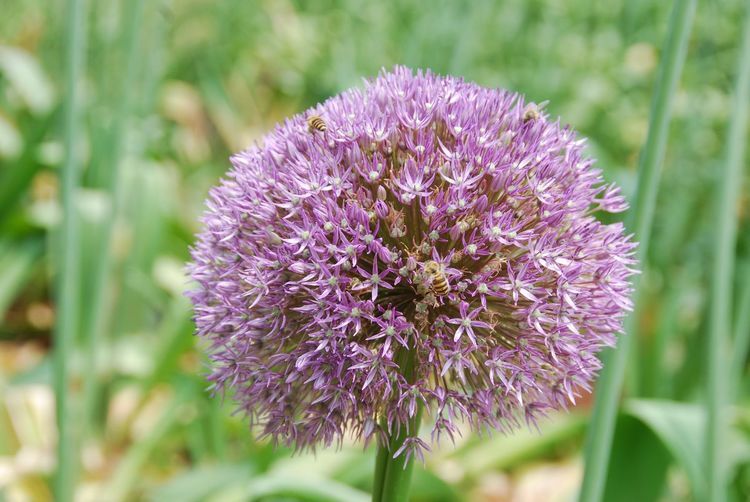 硕大花球 紫色花海 这样的葱花您见过吗 它正在昆明植物园盛放 腾讯新闻
