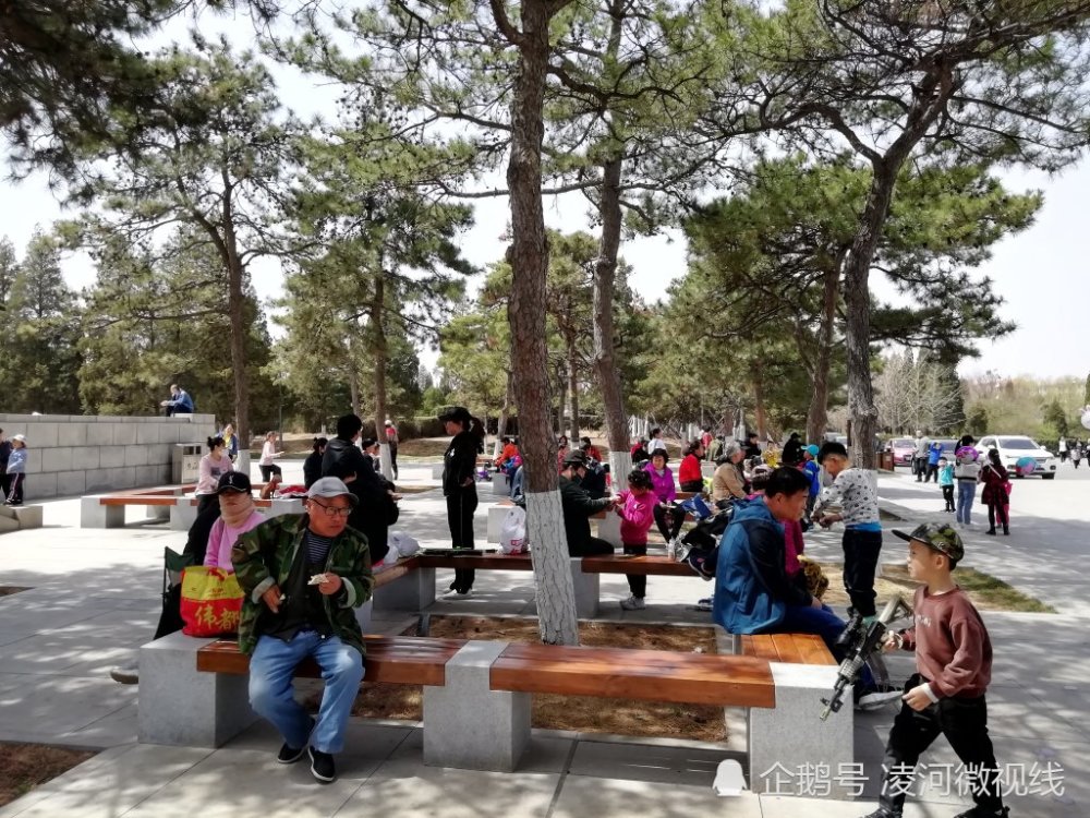 掰下松树叶当玩具一位阿姨领着一个小女孩"勒树梗"