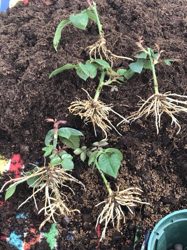 教你3个方法,3分钟"自制"生根剂,买回花卉"灌一点"生根快