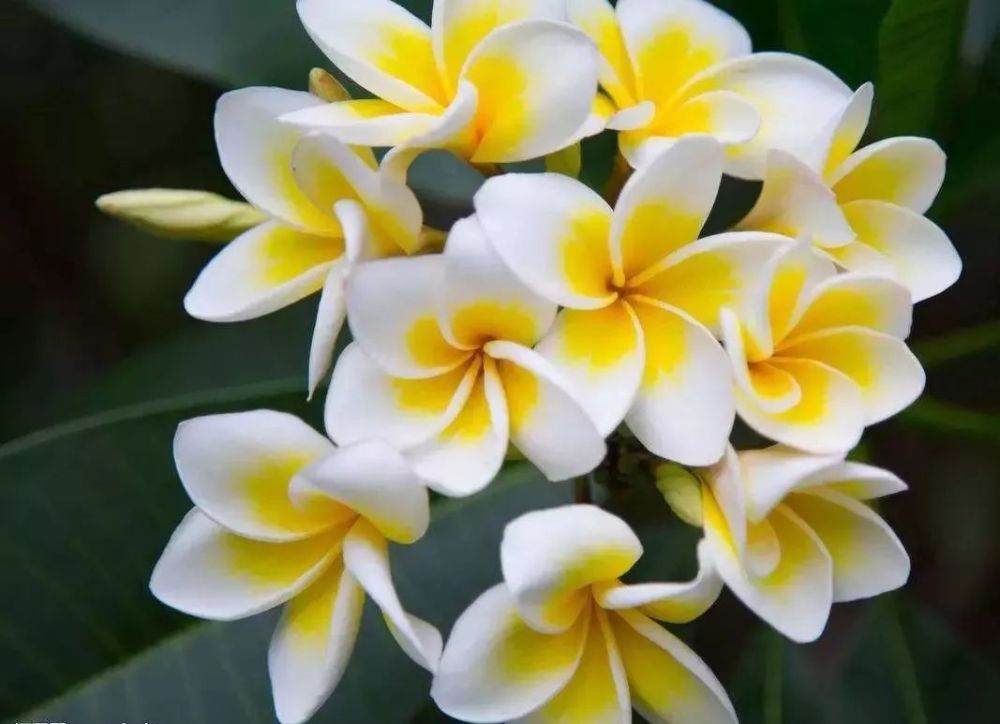 全球最美花园世界各国国花