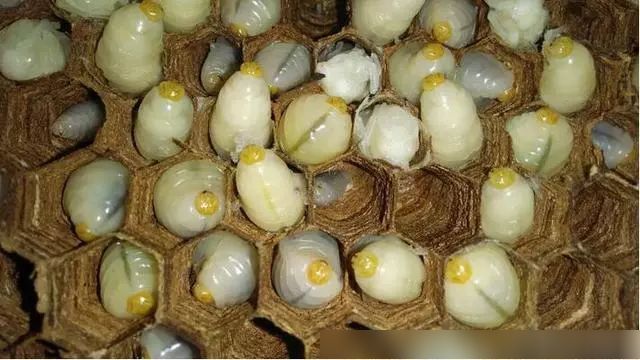 杀人蜂幼虫 这杀人蜂比蜜蜂大很多,长的都是又白又胖.